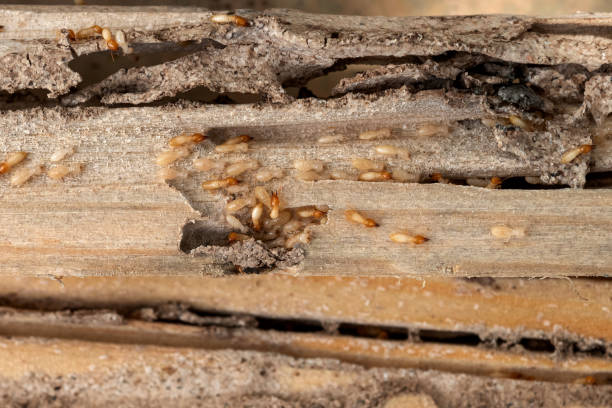 Reliable Shorewood, MN Pest Control Solutions